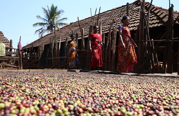 Red_Fields_Coffee_Image